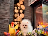 Ayıcık Görünümlü Pomeranian Yavrumuz Yeni Yuvasını Arıyor