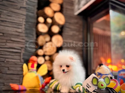 Ayıcık Görünümlü Pomeranian Yavrumuz Yeni Yuvasını Arıyor görsel