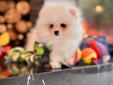 Ayıcık Görünümlü Pomeranian Yavrumuz Yeni Yuvasını Arıyor