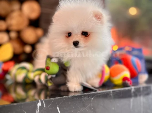 Ayıcık Görünümlü Pomeranian Yavrumuz Yeni Yuvasını Arıyor görsel