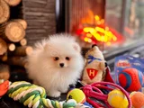 Ayıcık görünümlü pomeranian yavrumuz yeni yuvasını arıyor