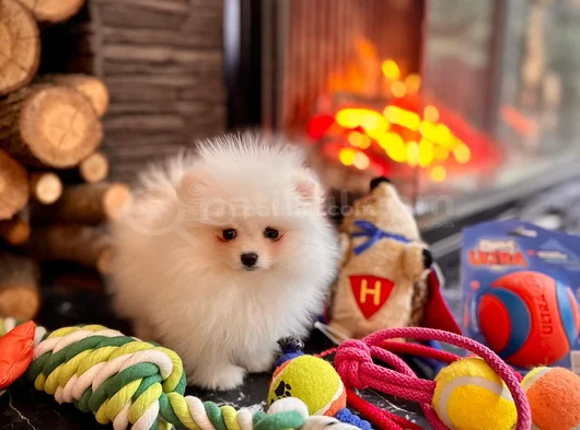 Ayıcık Görünümlü Pomeranian Yavrumuz Yeni Yuvasını Arıyor