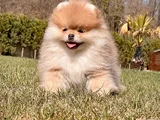Minik Aslan Yeleli Pomeranian Boo Evini Arıyor