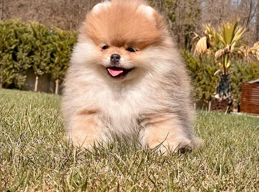 Minik Aslan Yeleli Pomeranian Boo Evini Arıyor görsel