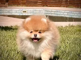 Minik Aslan Yeleli Pomeranian Boo Evini Arıyor