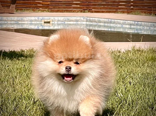 Minik Aslan Yeleli Pomeranian Boo Evini Arıyor