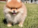 Minik Aslan Yeleli Pomeranian Boo Evini Arıyor