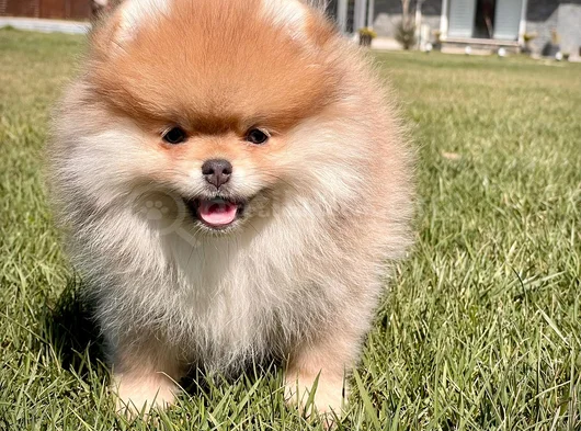 Minik Aslan Yeleli Pomeranian Boo Evini Arıyor görsel