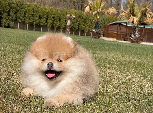 Minik Aslan Yeleli Pomeranian Boo Evini Arıyor görsel