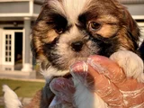 Kraliyet Soyundan Gelen Minik Shih Tzu Yavrumuz