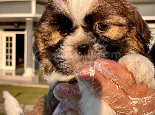 Kraliyet Soyundan Gelen Minik Shih Tzu Yavrumuz görsel