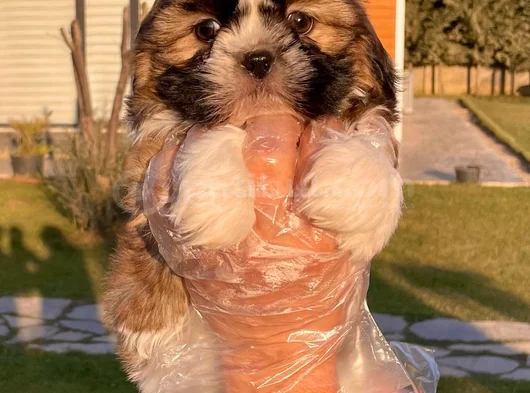 Kraliyet Soyundan Gelen Minik Shih Tzu Yavrumuz