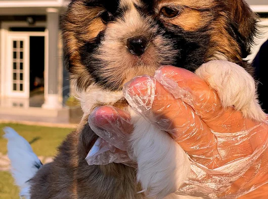Kraliyet Soyundan Gelen Minik Shih Tzu Yavrumuz görsel