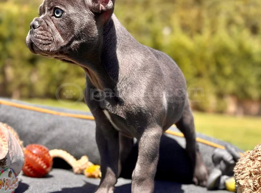 Oyuncu Ve Cana Yakin Fransiz Bulldog-Safkan Ve Sağlikli görsel