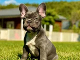 Mavi Gözlü Blue French Bulldog Yavrumuz Yeni Yuvasına Hazır