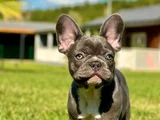 Mavi Gözlü Blue French Bulldog Yavrumuz Yeni Yuvasına Hazır