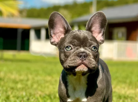 Mavi Gözlü Blue French Bulldog Yavrumuz Yeni Yuvasına Hazır görsel