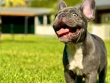 Mavi Gözlü Blue French Bulldog Yavrumuz Yeni Yuvasına Hazır