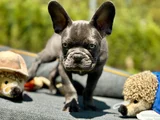 Oyuncu Ve Cana Yakin Fransiz Bulldog-Safkan Ve Sağlikli