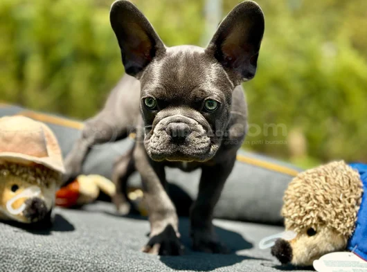 Oyuncu Ve Cana Yakin Fransiz Bulldog-Safkan Ve Sağlikli görsel