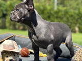 OYUNCU VE CANA YAKIN FRANSIZ BULLDOG-SAFKAN VE SAĞLIKLI