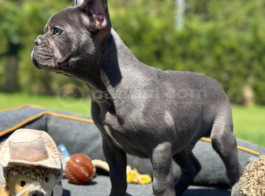 Oyuncu Ve Cana Yakin Fransiz Bulldog-Safkan Ve Sağlikli