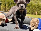 Oyuncu Ve Cana Yakin Fransiz Bulldog-Safkan Ve Sağlikli