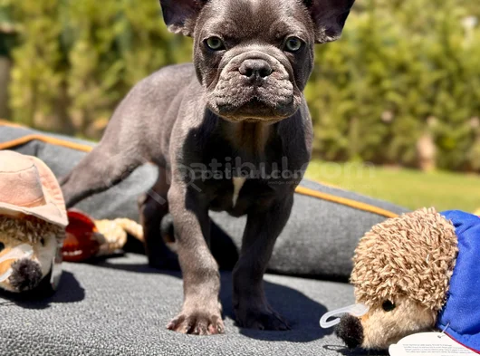 Oyuncu Ve Cana Yakin Fransiz Bulldog-Safkan Ve Sağlikli görsel