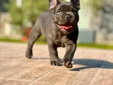 Küçük Bedende Büyük Sevgi̇ Fransiz Bulldog Yavrumuz