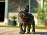Küçük Bedende Büyük Sevgi̇ Fransiz Bulldog Yavrumuz