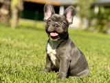 Mavi Gözlü Blue French Bulldog Yavrumuz Yeni Yuvasına Hazır