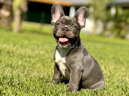 Mavi Gözlü Blue French Bulldog Yavrumuz Yeni Yuvasına Hazır görsel