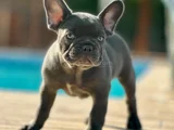 Küçük Bedende Büyük Sevgi̇ Fransiz Bulldog Yavrumuz