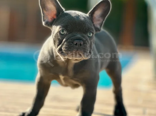 Küçük Bedende Büyük Sevgi̇ Fransiz Bulldog Yavrumuz görsel