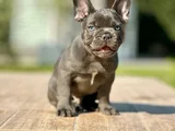 Küçük Bedende Büyük Sevgi̇ Fransiz Bulldog Yavrumuz