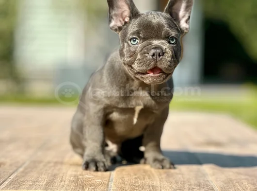 Küçük Bedende Büyük Sevgi̇ Fransiz Bulldog Yavrumuz görsel
