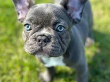 Mavi Gözlü Blue French Bulldog Yavrumuz Yeni Yuvasına Hazır