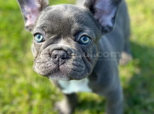 Mavi Gözlü Blue French Bulldog Yavrumuz Yeni Yuvasına Hazır
