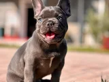 KÜÇÜK BEDENDE BÜYÜK SEVGİ FRANSIZ BULLDOG YAVRUMUZ