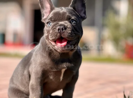 Küçük Bedende Büyük Sevgi̇ Fransiz Bulldog Yavrumuz