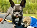 Oyuncu Ve Cana Yakin Fransiz Bulldog-Safkan Ve Sağlikli