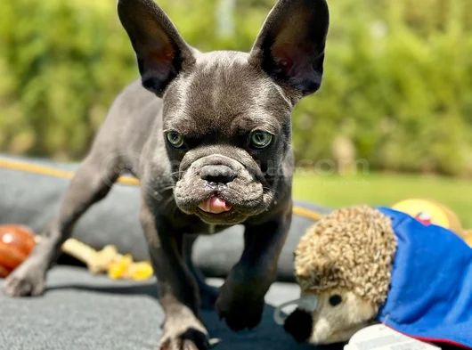 Oyuncu Ve Cana Yakin Fransiz Bulldog-Safkan Ve Sağlikli görsel