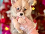 minik bacaklı büyük sevimlilik corgi yavrumuz