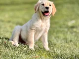 SADIK DOST ARAYANLARA GOLDEN RETRİEVER YAVRUSU