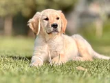 Sadik Dost Arayanlara Golden Retri̇ever Yavrusu