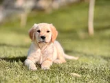 Sadik Dost Arayanlara Golden Retri̇ever Yavrusu