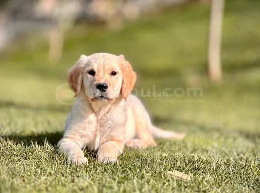 Sadik Dost Arayanlara Golden Retri̇ever Yavrusu görsel
