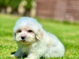 Tüy Dökmeyen Ve Alerji̇ Dostu Maltese Yavrusu