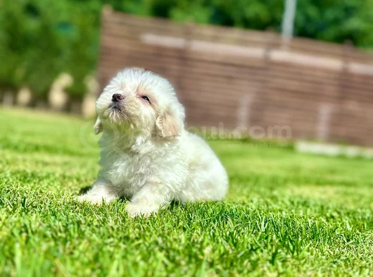 Tüy Dökmeyen Ve Alerji̇ Dostu Maltese Yavrusu görsel
