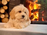 PAMUK ŞEKER GİBİ MALTİPOO YAVRUSU TÜY DÖKMEZ-ALERJİ YAPMAZ